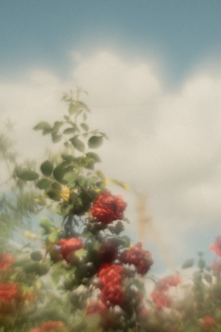 Beautiful red roses in soft focus bloom against a cloudy summer sky.