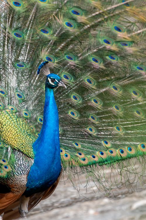 Free Close-up of a colorful peacock with tail feathers spread outdoors. Stock Photo