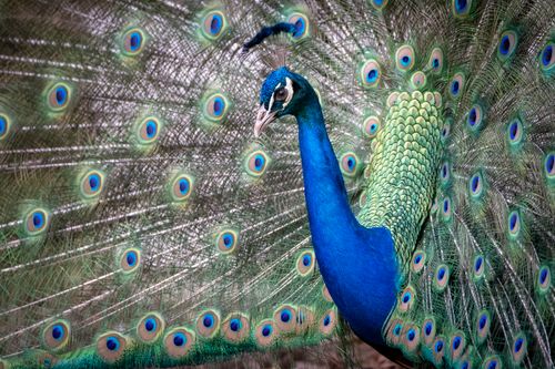 Free Close-up of an Indian peacock displaying its vibrant plumage outdoors with striking colors. Stock Photo