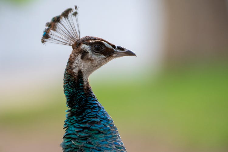 Majestic And Graceful Peacock