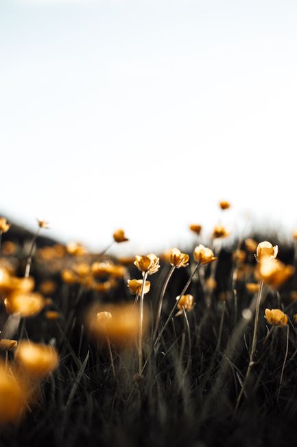 A serene field of golden wildflowers blooming under a clear sky, capturing nature's delicate beauty.