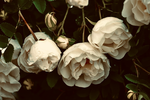 Free A captivating close-up of dew-covered white roses with lush green leaves, ideal for floral photography. Stock Photo