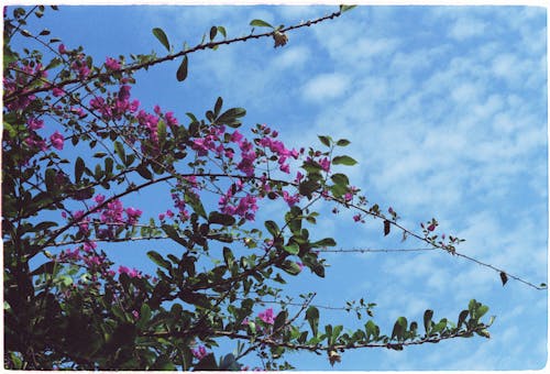 Foto profissional grátis de aumento, céu, filiais