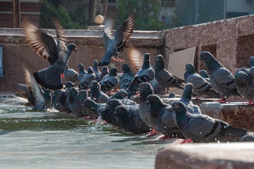 閉じる, 鳥の写真, 鳥の群れの無料の写真素材