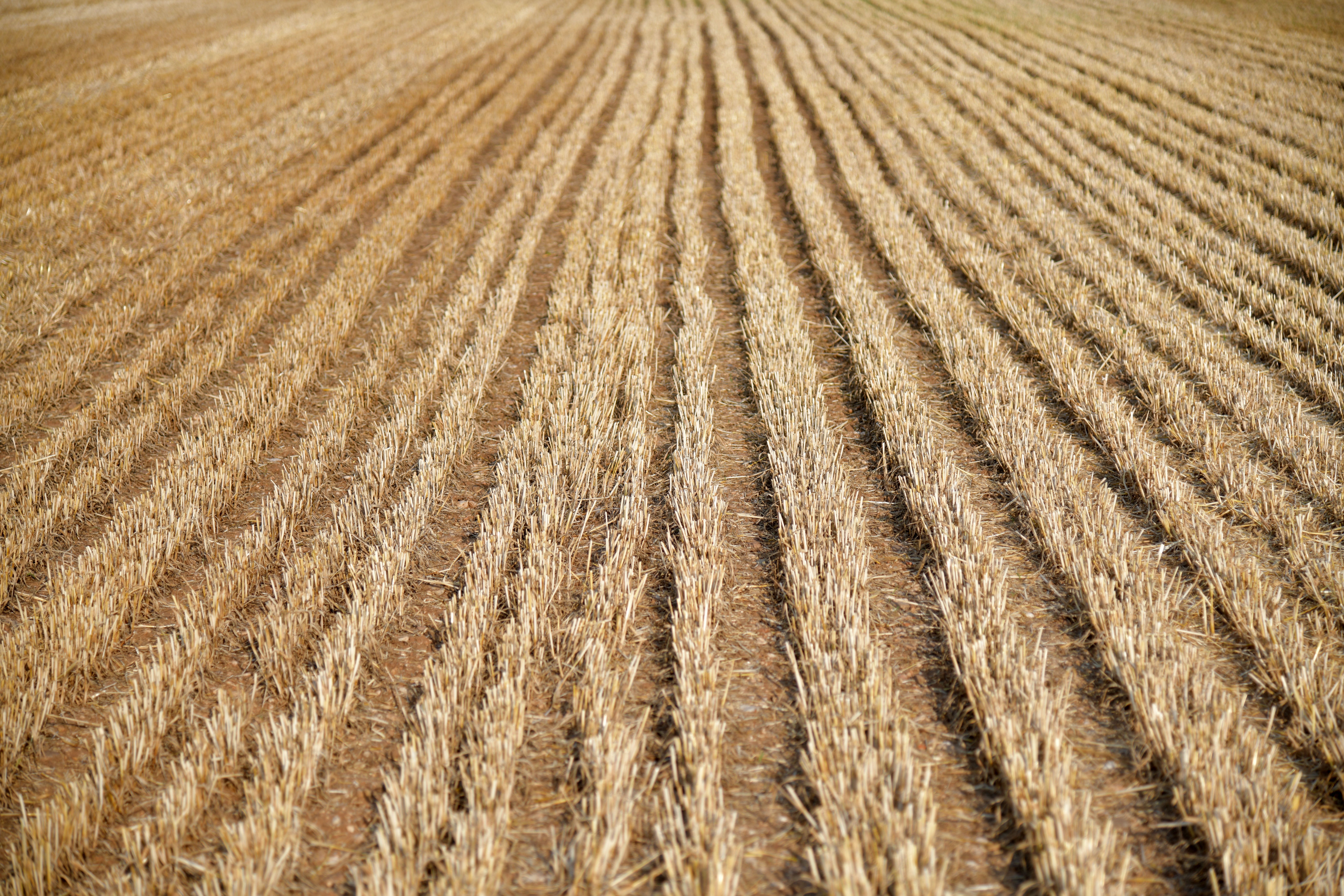 Erai Maggi e a diplomacia do agronegócio: O impacto da nova rota logística na Bolívia
