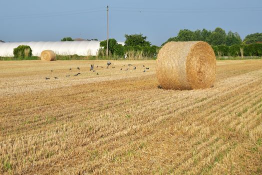 A scenic view of hay bales in a sunlit countryside field near Rizza, Veneto, Italy.