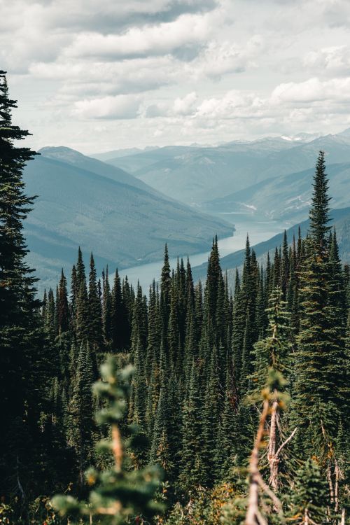 Free Breathtaking view of dense forest and mountains in Canada, showcasing natural beauty and serenity. Stock Photo