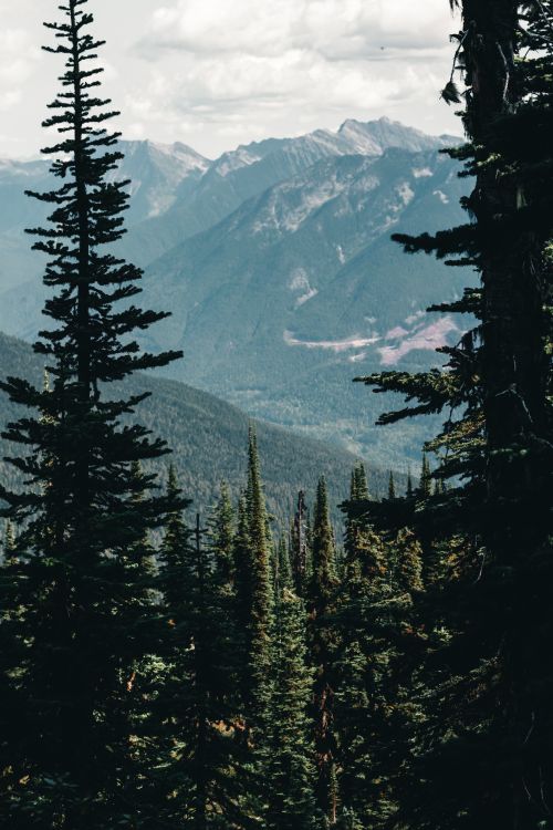 Free Stunning view of the Canadian mountains with lush evergreen forests. Stock Photo