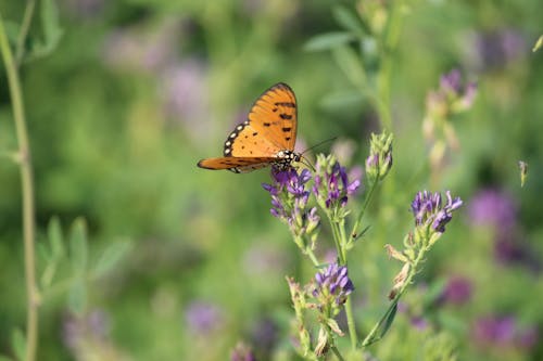 Бесплатное стоковое фото с апельсин, бабочка, бабочка на цветке