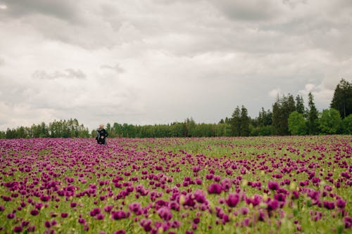 Foto d'estoc gratuïta de caminant, camp de flors, cel gris