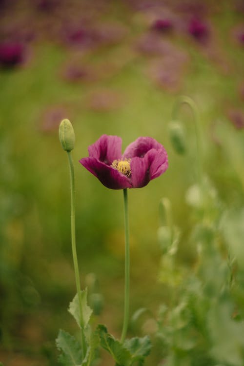 Free Close-up of a vibrant opium poppy flower with a blurred green background. Stock Photo