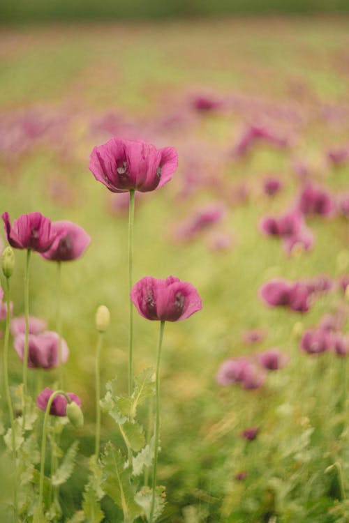 Close Up Photo of Opium Poppy