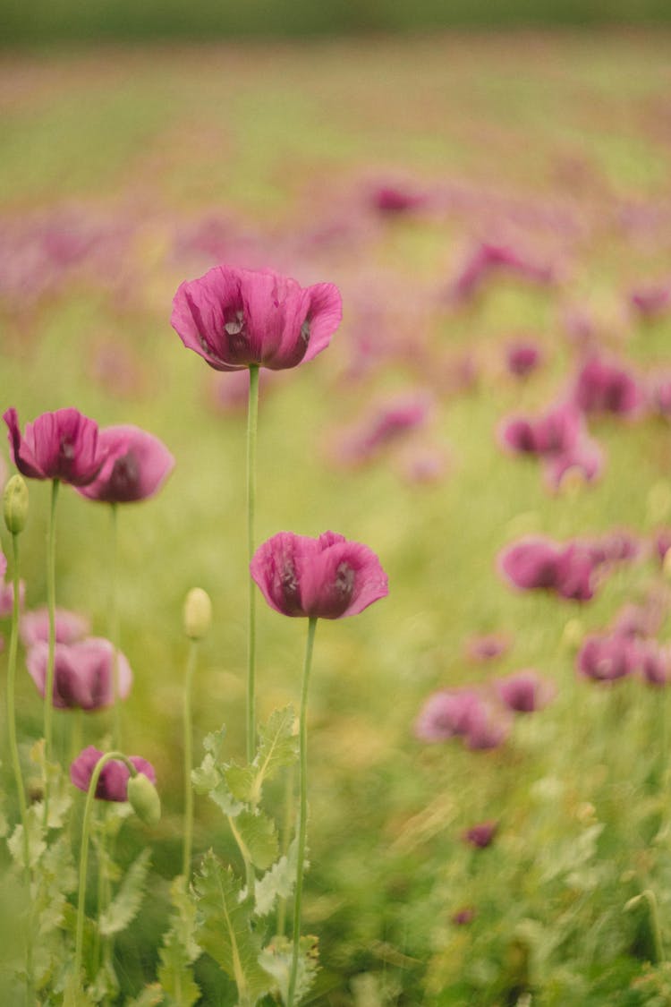 Close Up Photo Of Opium Poppy