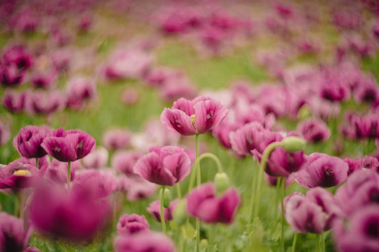 Close Up Photo Of Opium Poppy Flowers