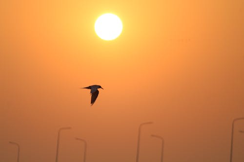 คลังภาพถ่ายฟรี ของ นก, นกบิน, พระอาทิตย์ขึ้น