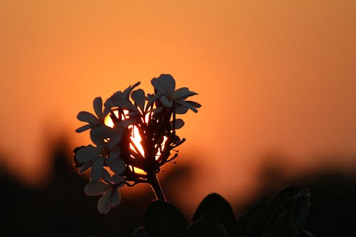 Immagine gratuita di bel fiore, carta da parati estetica, colore del tramonto