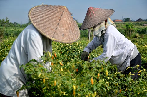 People Harvesting Chili Peppers