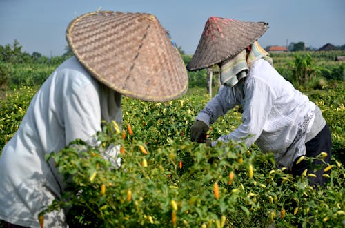 Foto stok gratis agrikultura, bekerja, bidang