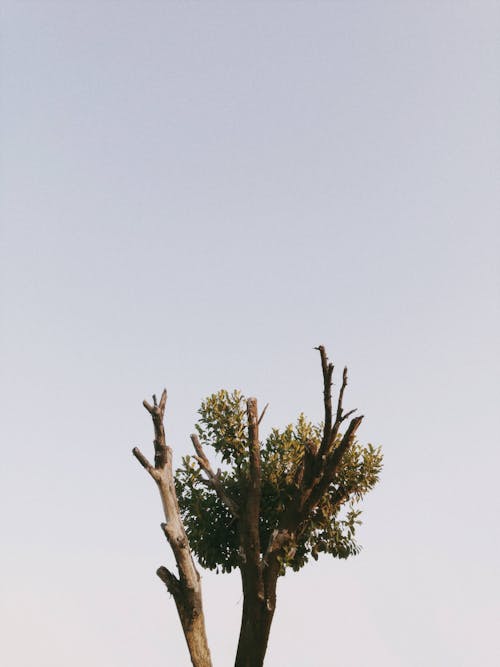Бесплатное стоковое фото с вертикальный выстрел, зеленые листья, рост