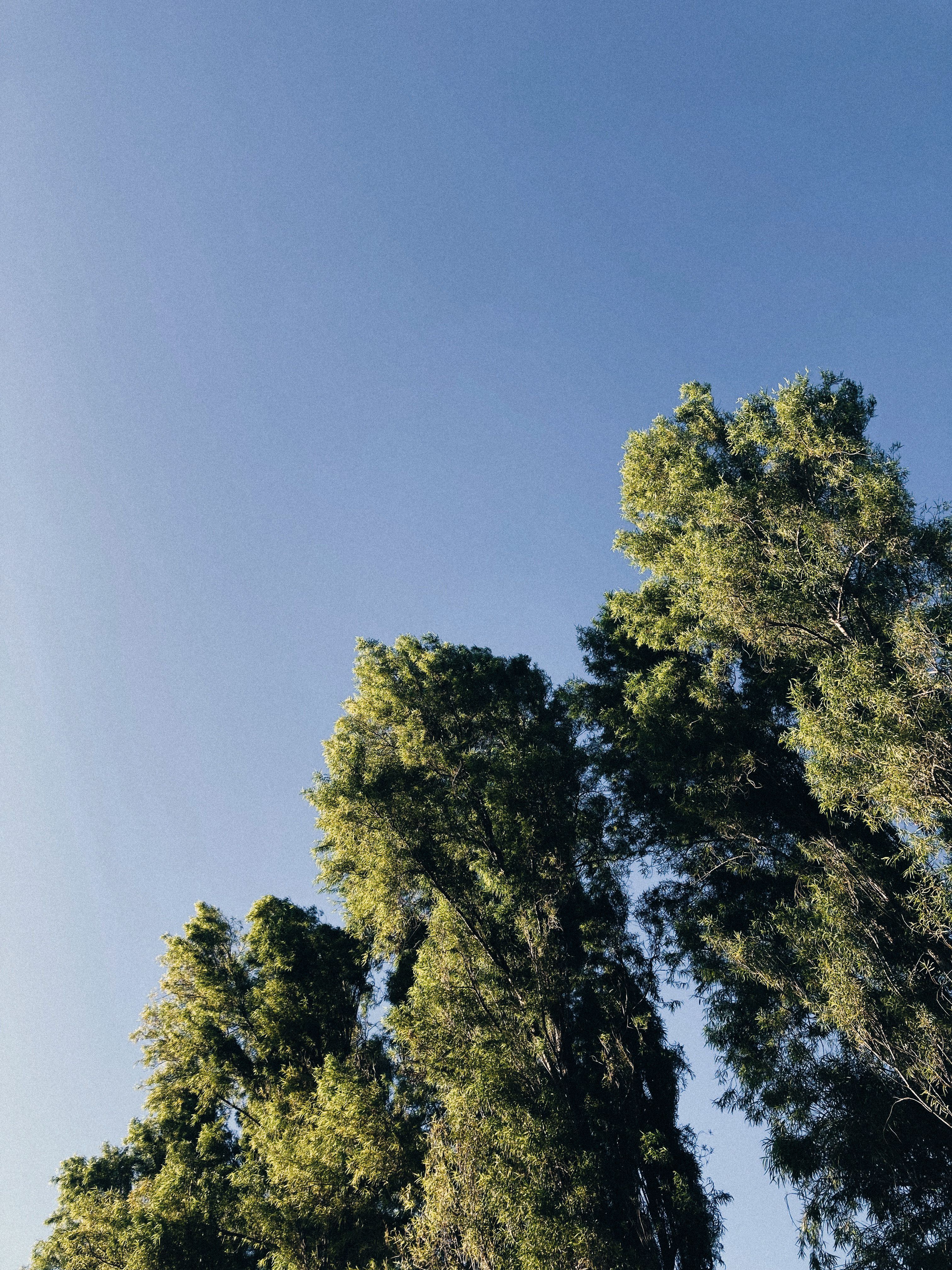 Green Trees Under a Clear Blue Sky · Free Stock Photo