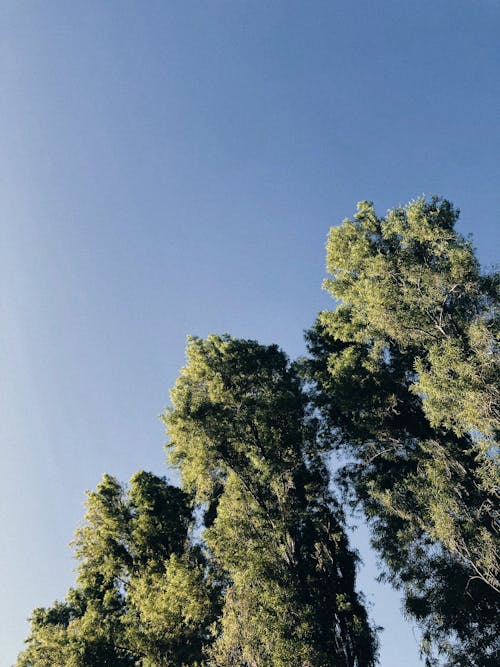 Бесплатное стоковое фото с вертикальный выстрел, зеленые деревья, природа