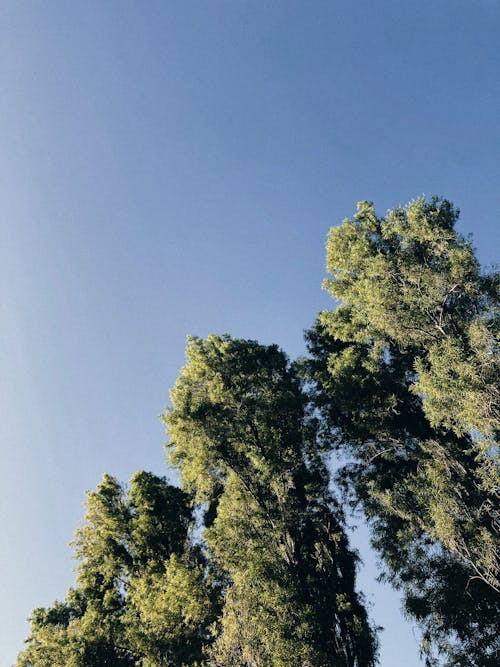 Green Trees Under a Clear Blue Sky