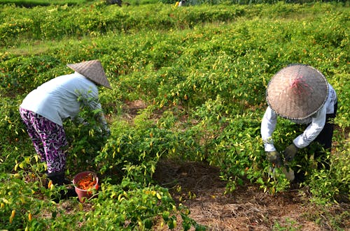 Women Gathering Crops