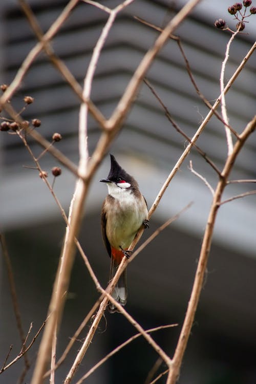 クロエボシガラ, フィンチ, 動物の無料の写真素材