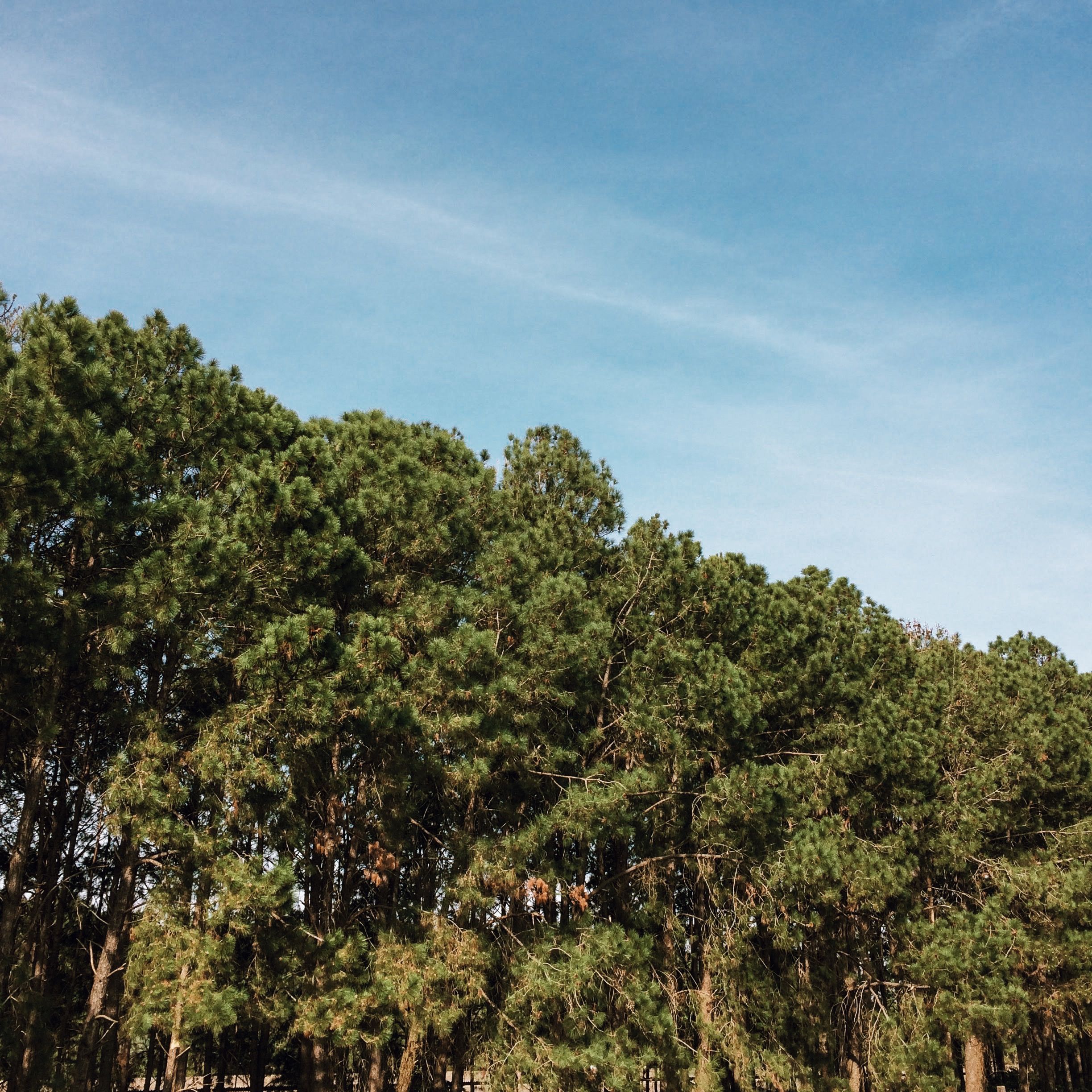 Green Trees Under Blue Sky · Free Stock Photo