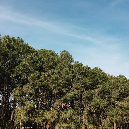 Green Trees Under Blue Sky