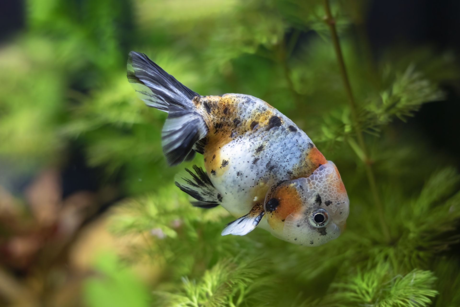 Detailed view of a colorful Ranchu goldfish swimming amidst aquarium plants.