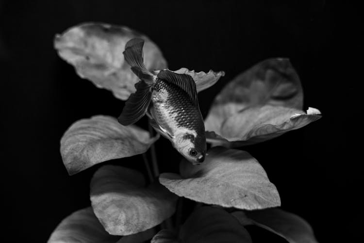 Grayscale Photo Of A Fish