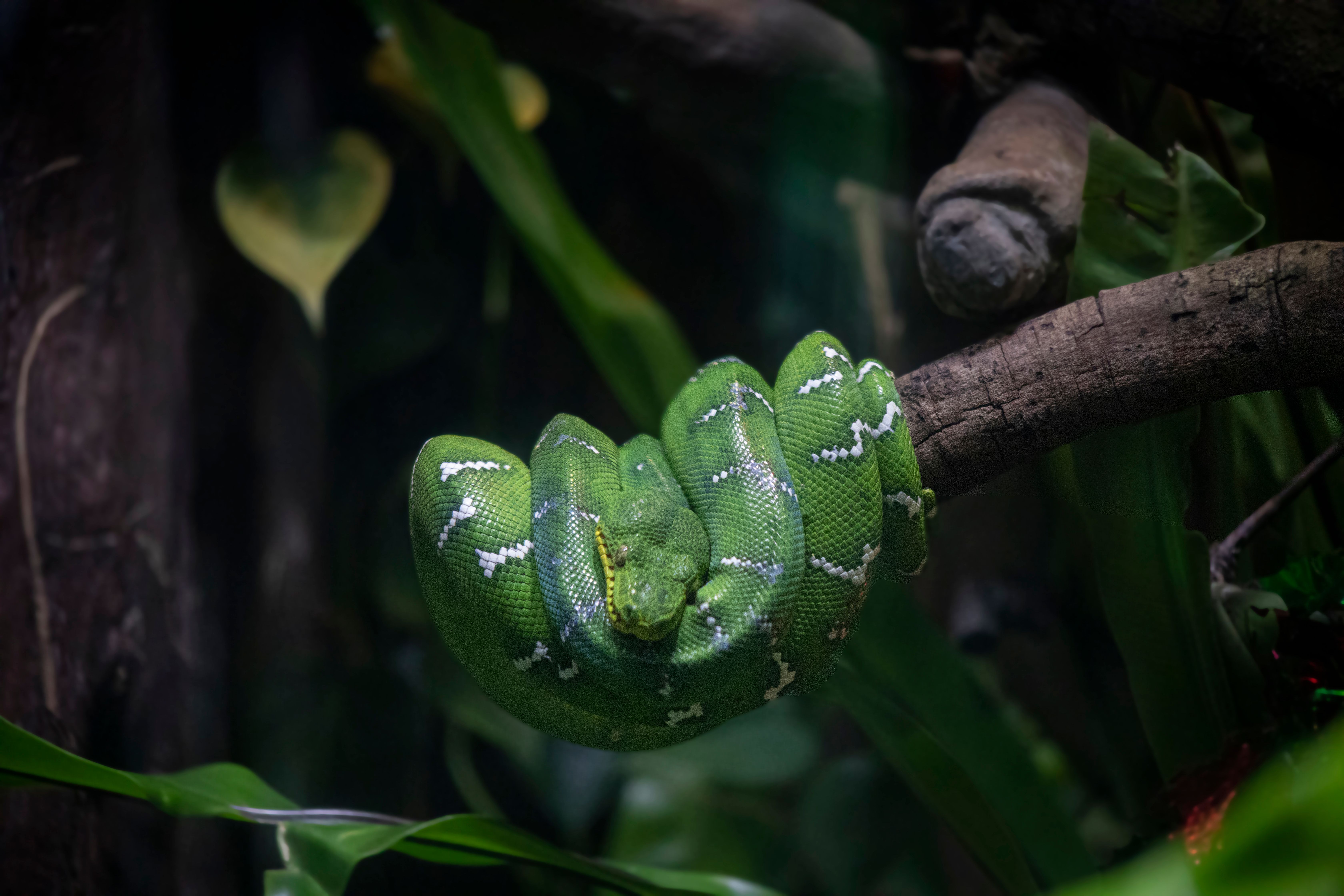 Close Up Photo of a Snake · Free Stock Photo