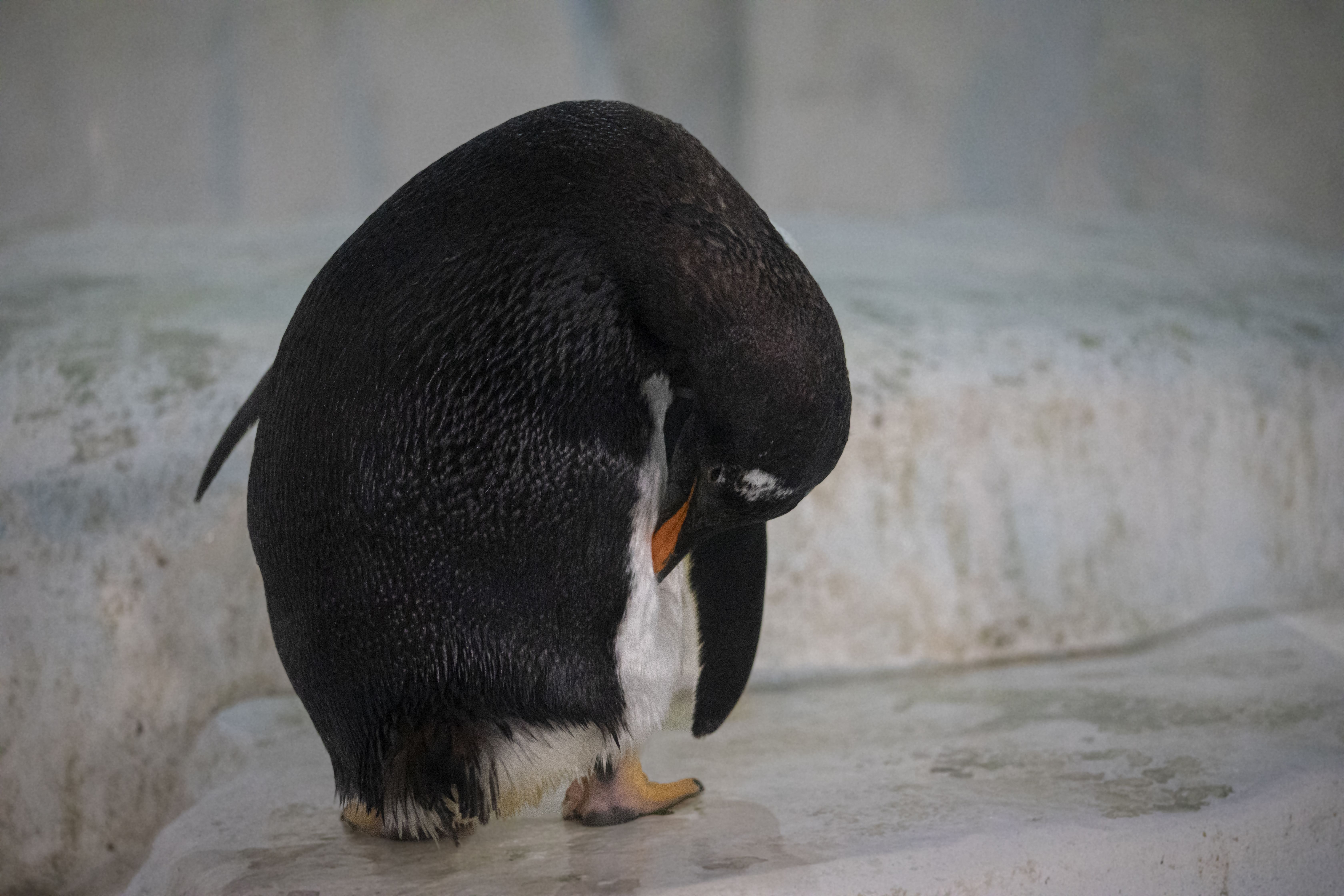Penguin in Close Up Photography · Free Stock Photo