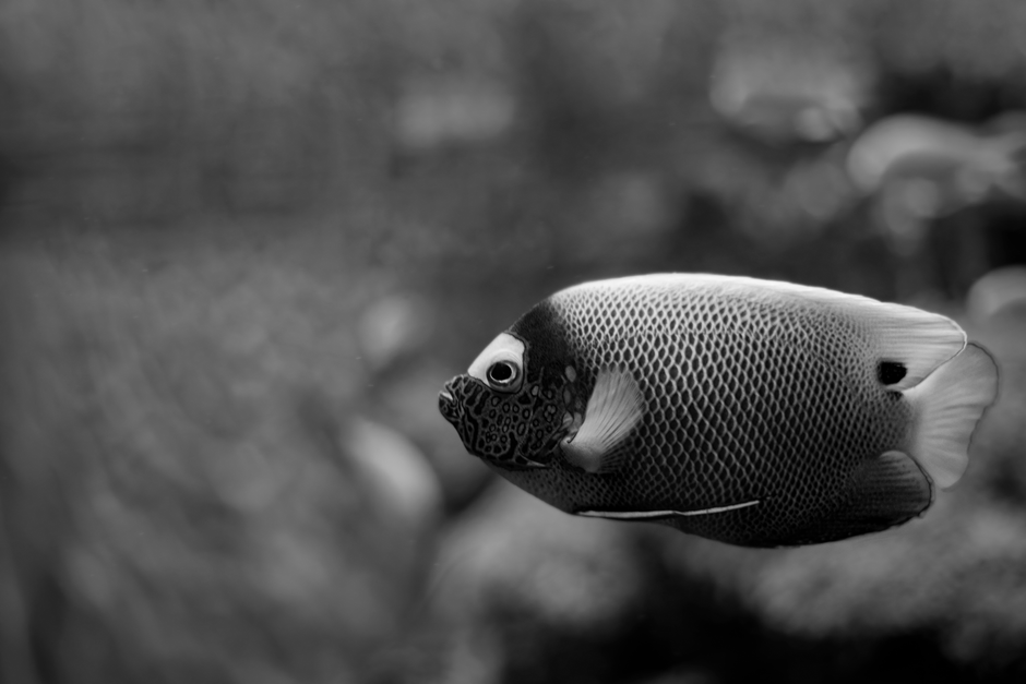 A grayscale close-up of an angelfish swimming in an aquarium, highlighting its intricate patterns.