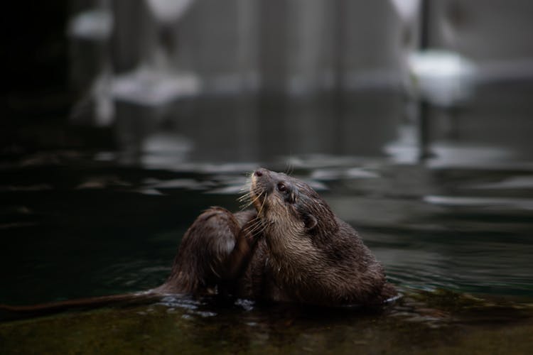 Brown Otter On Water