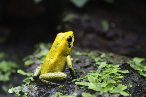 Shallow Focus Photo of a Golden Poison Frog
