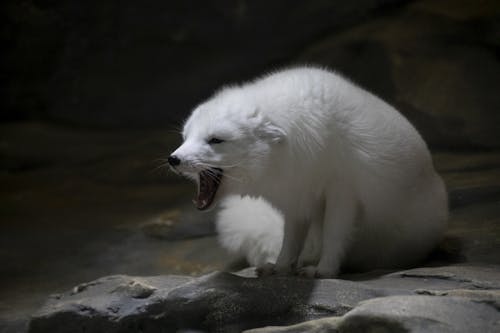 ホッキョクギツネ, 動物, 動物の写真の無料の写真素材