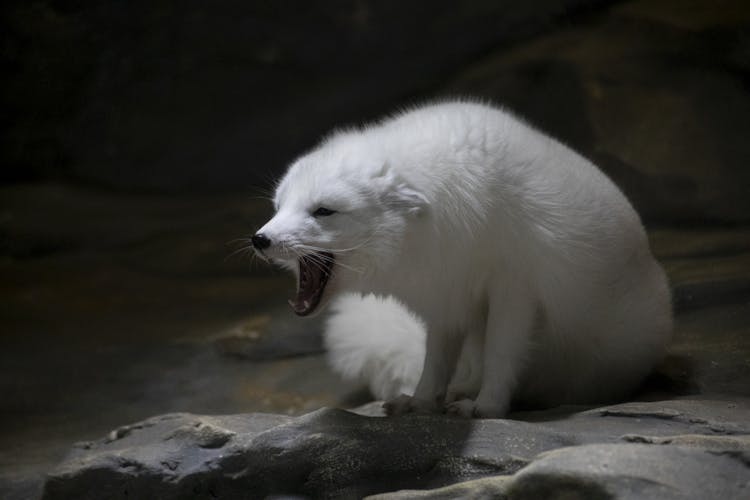 White Arctic Fox On Rock