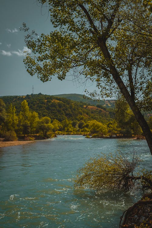 Imagine de stoc gratuită din apă curgătoare, codru, fotografiere verticală