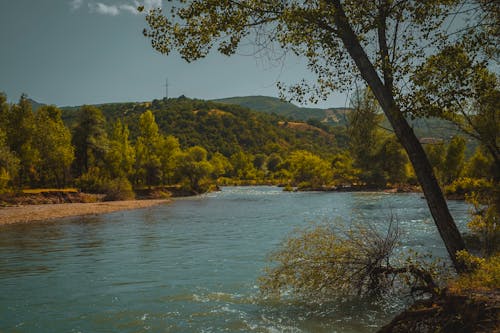 Foto d'estoc gratuïta de aigua, arbres, branca