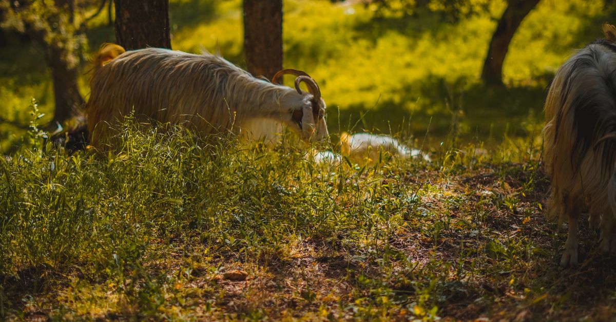 Goat In Forest Goat in Forest · Free Stock Photo