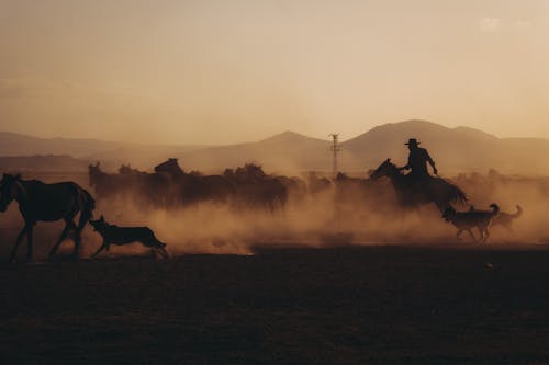 Gratis lagerfoto af baggrund, Cowboy, heste