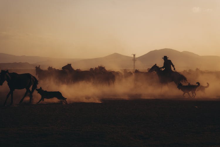 Cowboy And Dogs With Horses