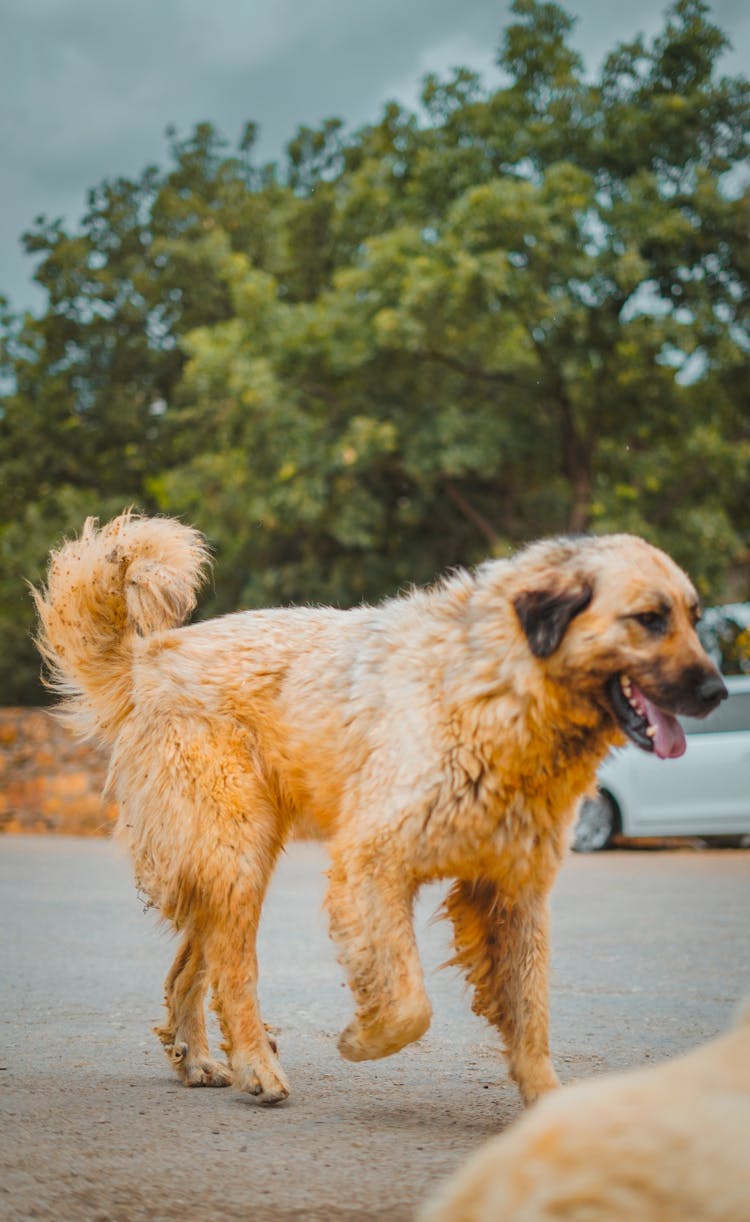 Fluffy Panting Dog Walking