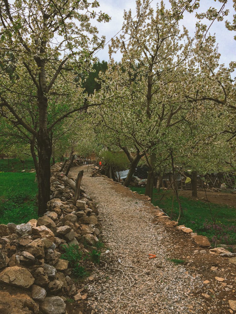 Path Between Trees