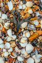 Seashells and stones
