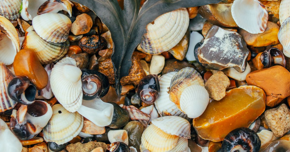 Sea Shell Rocks Seashells and stones · Free Stock Photo