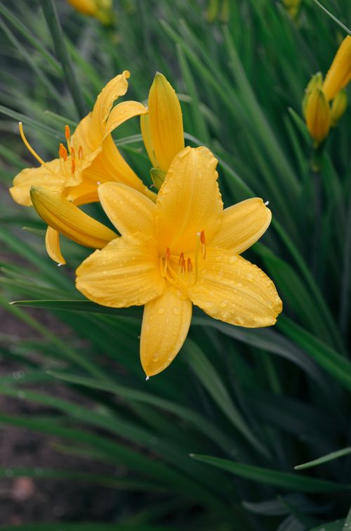 Free Vivid yellow daylilies with dewdrops, captured in a close-up showcasing natural beauty. Stock Photo