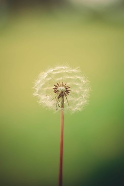 Free A detailed close-up of a dandelion with a blurred green background, perfect for nature lovers. Stock Photo